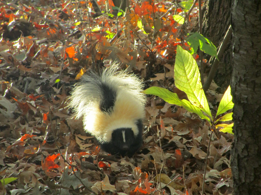 Beautiful Skunk at the Nature Station in Kentucky's Land Between the Lakes.