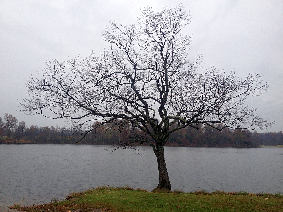 Beautiful Tree Madisonville City Park