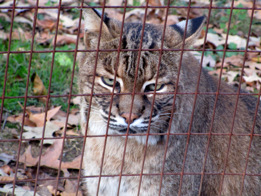 My Beautiful Friend, the Bobcat at the Nature Station 