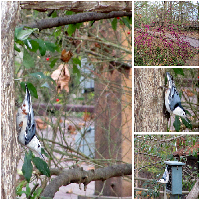 White-breasted Nuthatch Nature Station