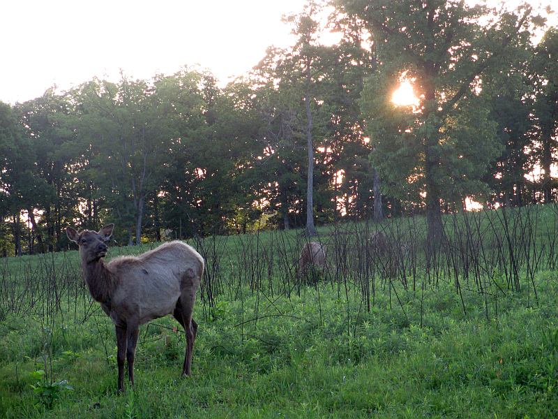 Elk and Bison Prairie 