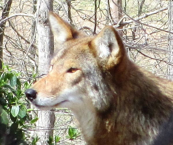 Beautiful Red Wolf at the Nature Station