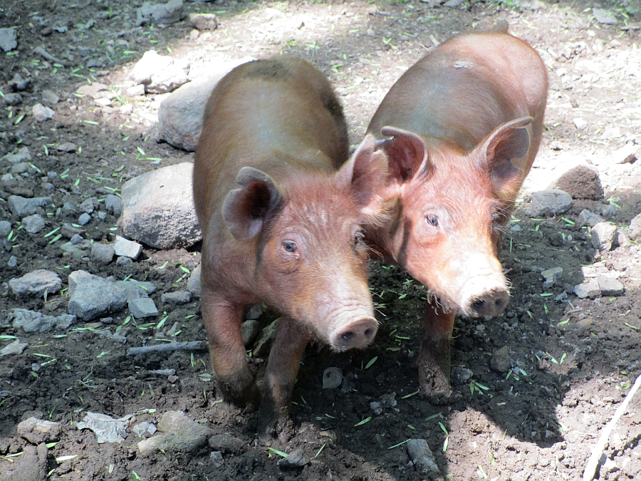Pigs at the Homeplace in the Land Between the Lakes