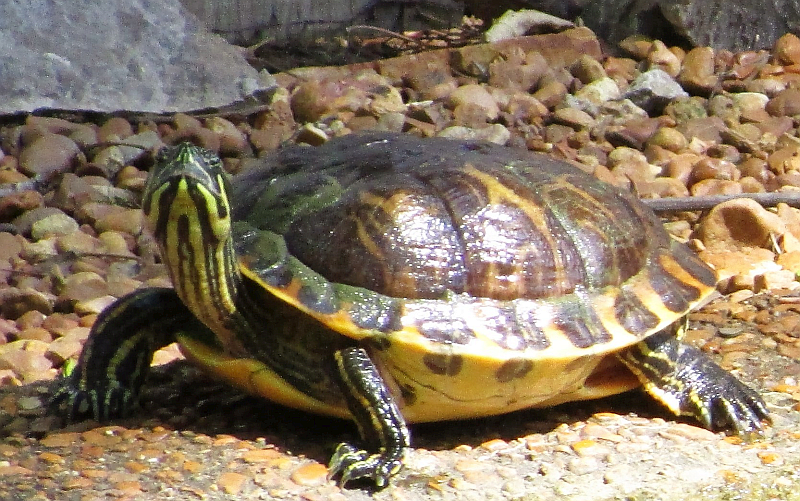 Beautiful Turtle at Woodlands Nature Station