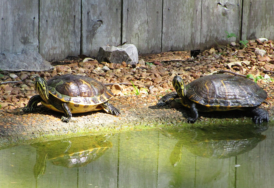 Turtles at Woodlands Nature Station (Land Between the Lakes)