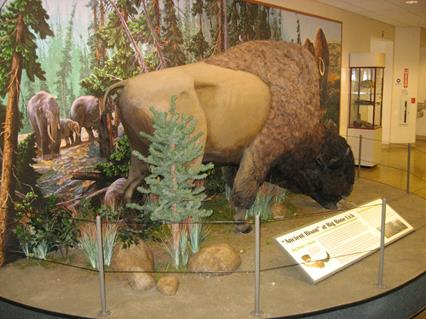 Ancient Bison Display at Big Bone Lick State Historic Site