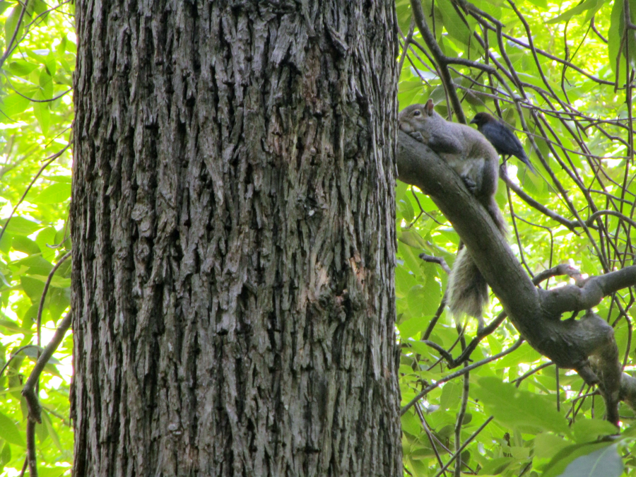 Squirrel and Bird at Woodlands Nature Station in the Land Between the Lakes