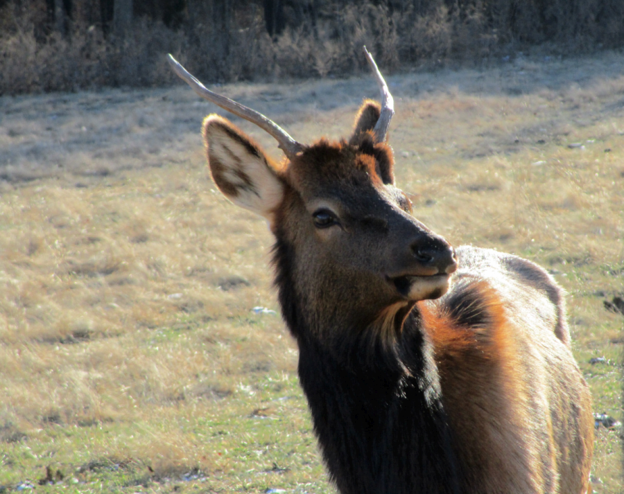 Elk and Bison Prairie January 2017