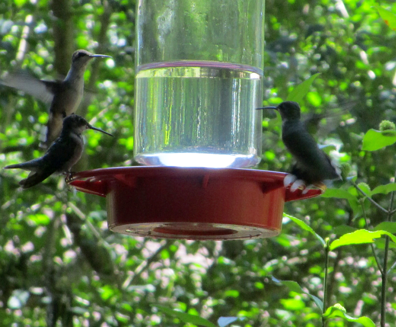 Hummingbirds at Woodlands Nature Station in the Land Between the Lakes