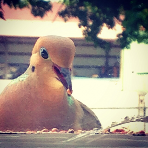 Dove at the Window