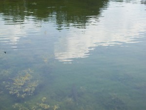 Fish at Green Turtle Bay