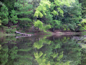 Cedar Pond, Land Between the Lakes