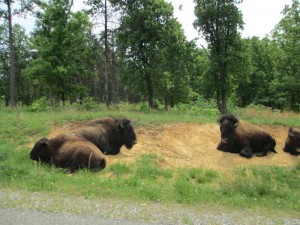 Elk and Bison Prairie Land Between the Lakes