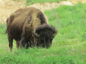 Elk and Bison Prairie Land Between the Lakes