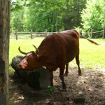 Oxen at The Homeplace