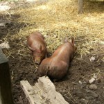 Pigs at The Homeplace, Land Between the Lakes