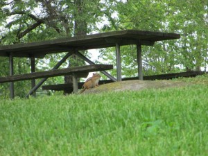 Chipmunk at Lake Cumberland State Resort Park