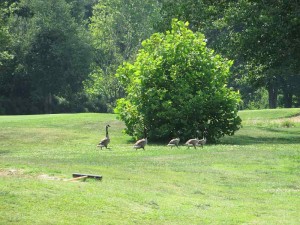 Canadian Geese near a Pond at Pennyrile Forest State Resort Park