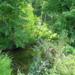 Creek at Pennyrile Forest State Resort Park