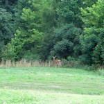 Deer at Pennyrile Forest State Resort Park