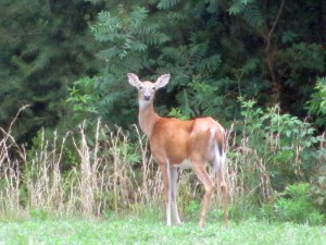 Deer at Pennyrile Forest State Resort Park