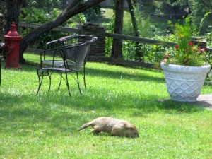 Groundhog at Pennyrile Forest State Park