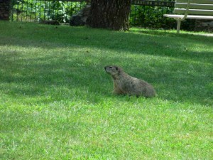 Groundhog at Pennyrile Forest State Park