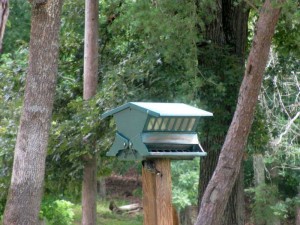 Bird on a Feeder at Pennyrile Forest State Park