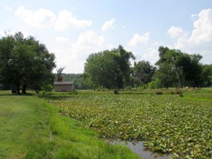 Pond at Pennyrile Forest State Resort Park