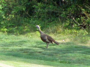Turkey at Pennyrile Forest State Resort Park
