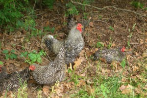 Chickens at The 1850's Homeplace