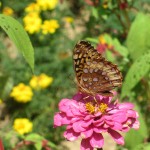 The 1850's Homeplace Butterfly on a Zinnia