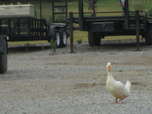 Goose in Anton, Kentucky