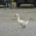 Goose in Anton, Kentucky