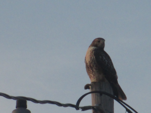 Hawk July 25, 2012