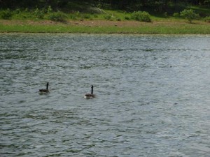 Geese on Rough River Lake