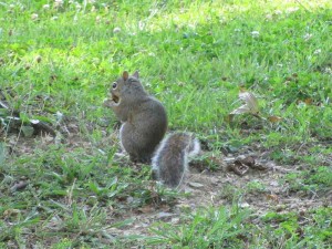 Squirrel at Rough River Dam State Resort Park