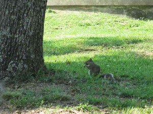 Squirrel at Rough River Dam State Resort Park