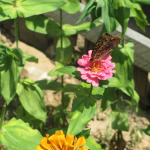 Beautiful butterfly enjoying a Zinnia at the1850's Homeplace.