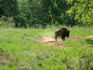 Bison at the Elk and Bison Prairie, Land Between the Lakes