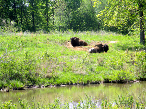 Bison at the Elk and Bison Prairie, Land Between the Lakes