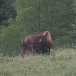 Bison, Land Between the Lakes