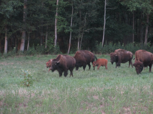 Bison, LBL's Elk & Bison Prairie