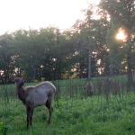Elk and Bison Prairie, Land Between the Lakes (Kentucky)