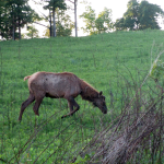 Elk and Bison Prairie, Land Between the Lakes (Kentucky)Elk and Bison Prairie, Land Between the Lakes (Kentucky)