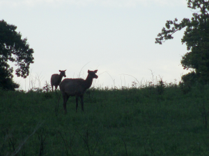 Elk and Bison Prairie, Land Between the Lakes (Kentucky)
