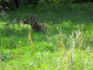 Elk at the Elk and Bison Prairie, Land Between the Lakes