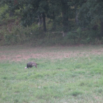 Turkeys in the Elk & Bison Prairie, Land Between the Lakes.