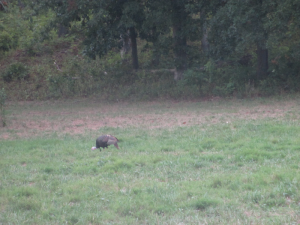 Turkeys in the Elk & Bison Prairie, Land Between the Lakes.