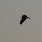 Osprey flying over Rough River Lake